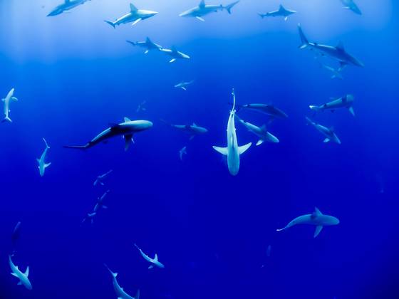 Pourquoi les requins nous font-ils si peur ?