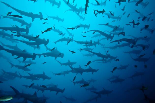 Galápagos Expédition Abyssworld Galápagos Sky